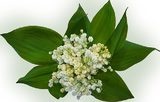 Maigl&ouml;ckchen 1. Mai